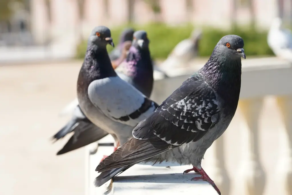 Controle de Pombos